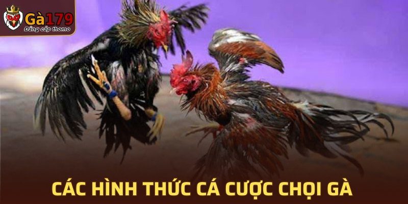 Các hình thức cá cược chọi gà