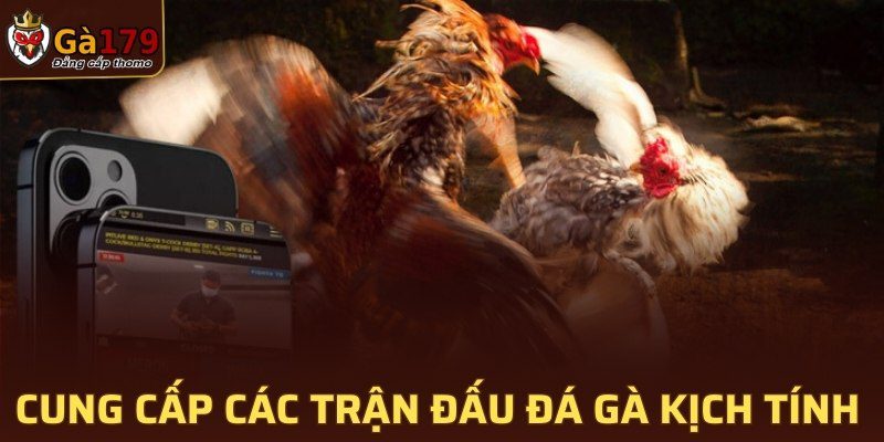 Cung cấp các trận đấu đá gà kịch tính